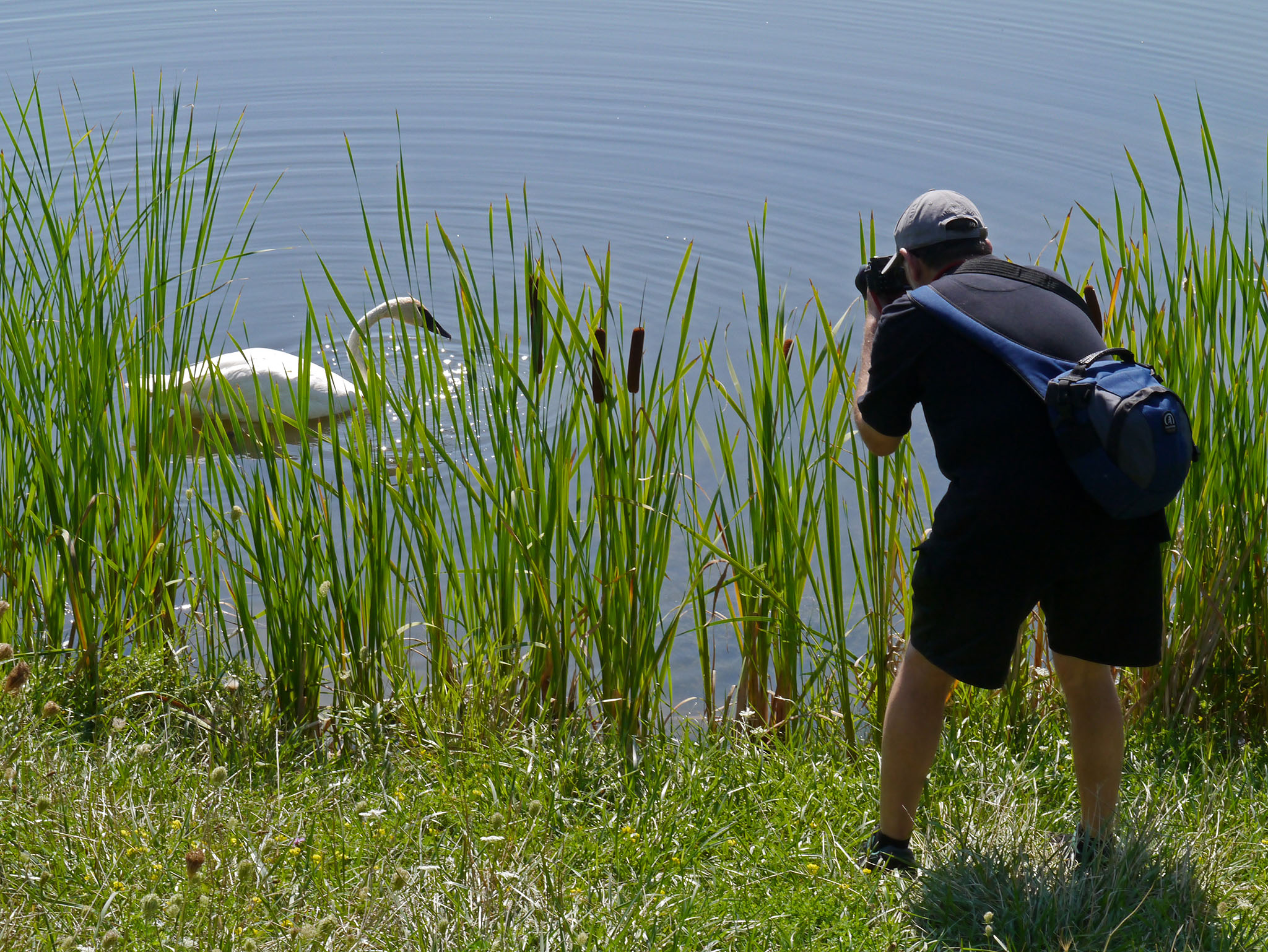 Waterfowl photography