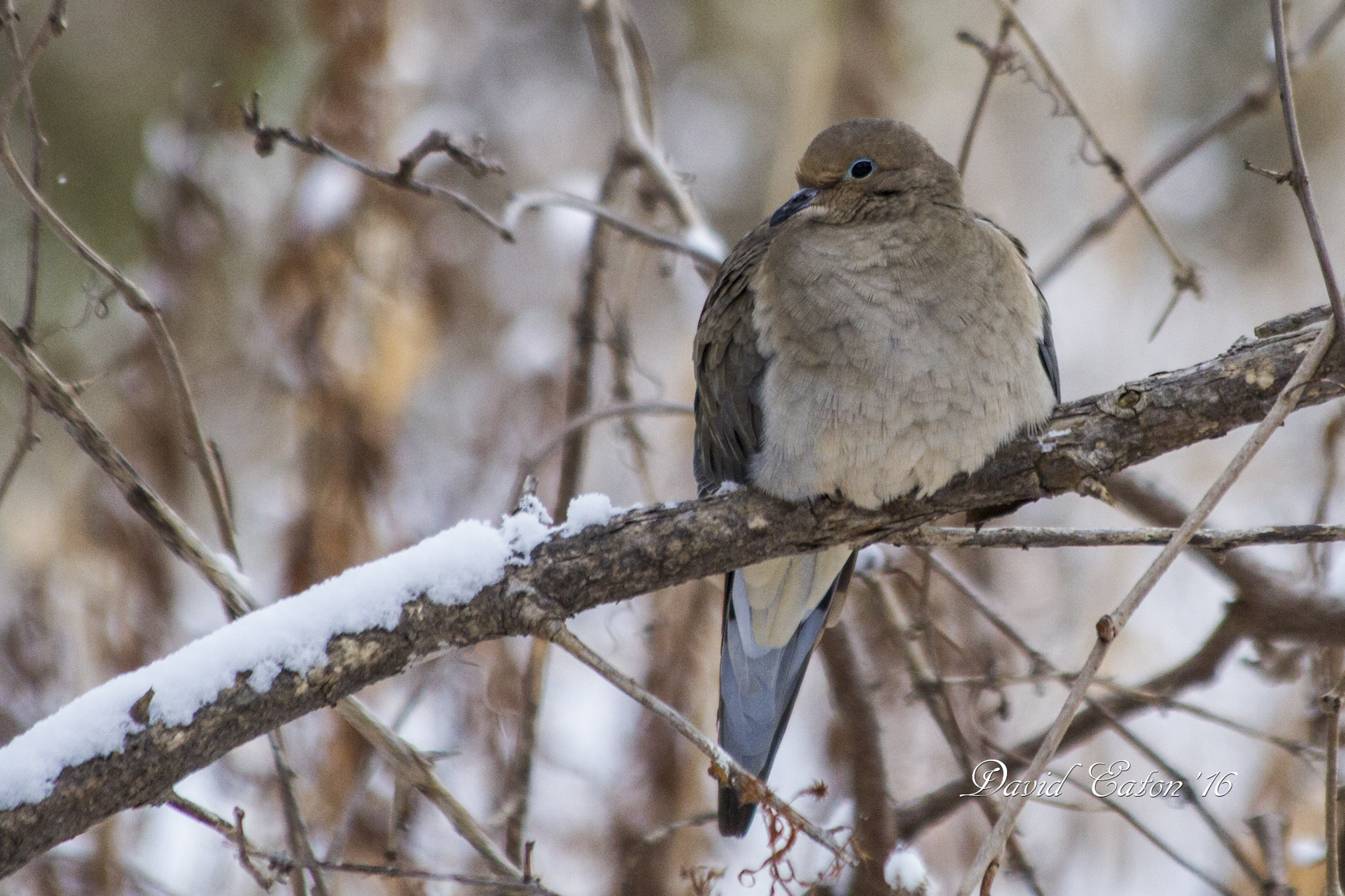 cold dove 