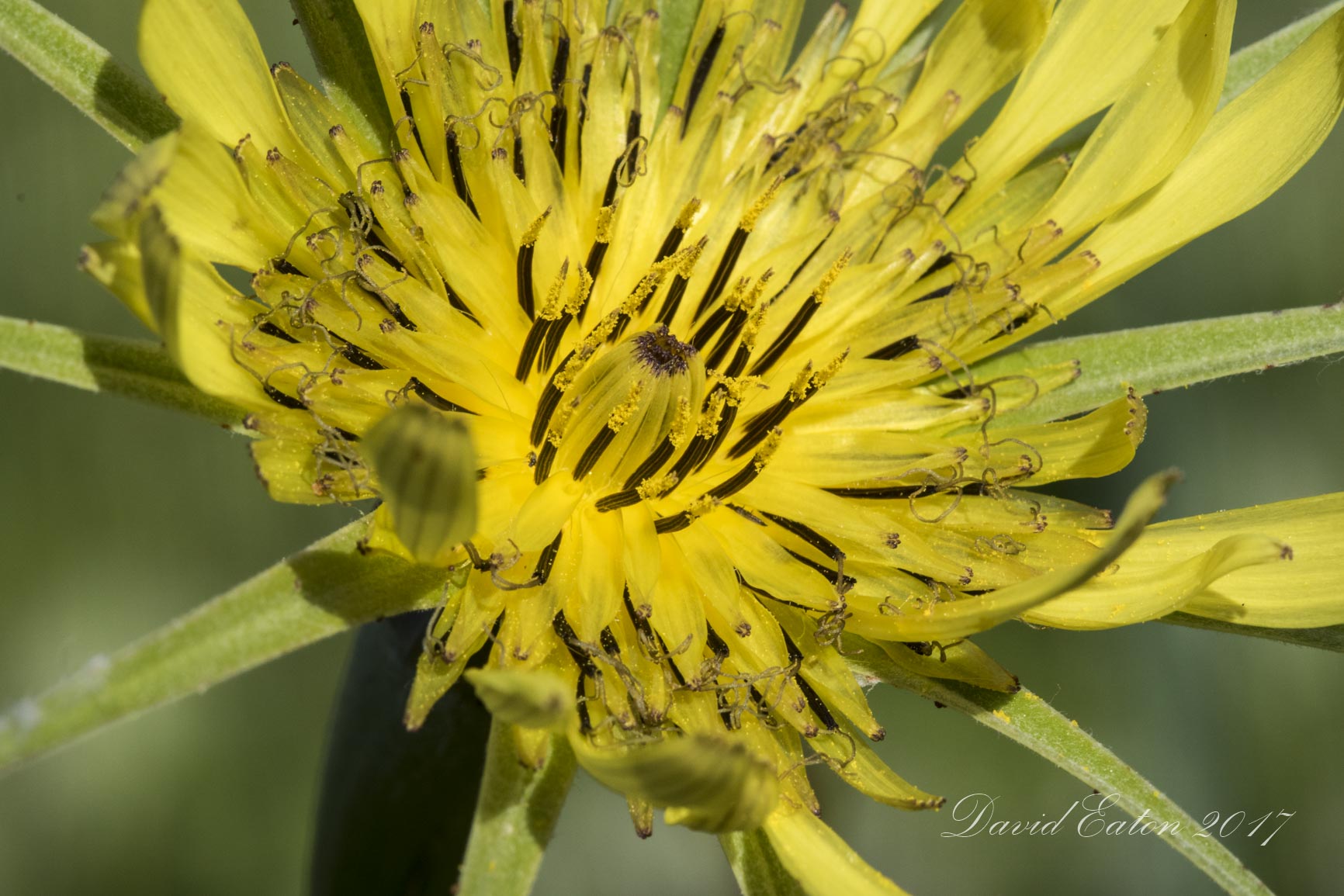 Meadow Goats Beard