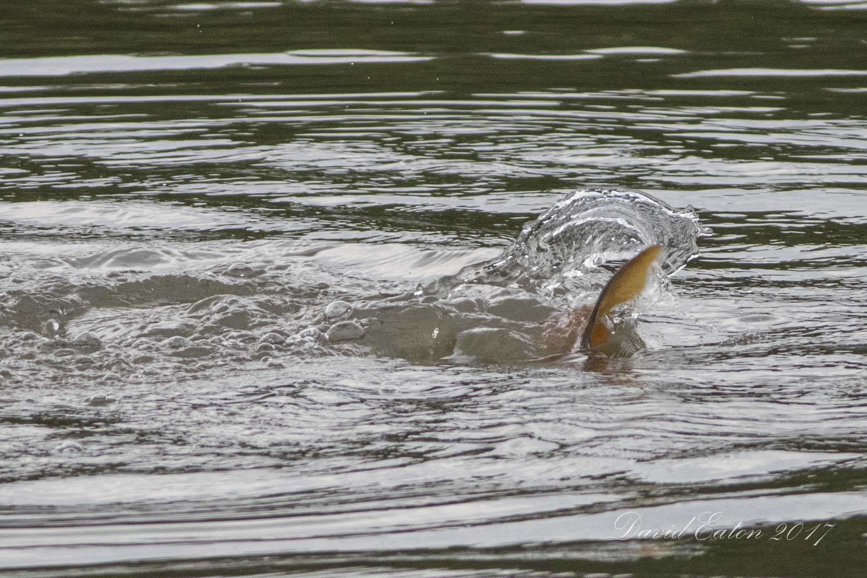 Early morning Carp 