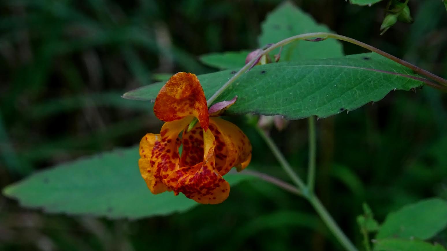 Common Wildflower 
