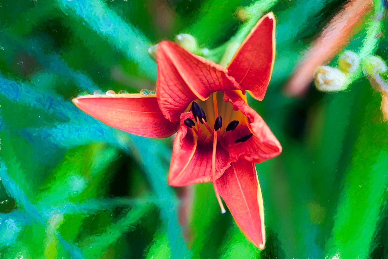 Red Flower