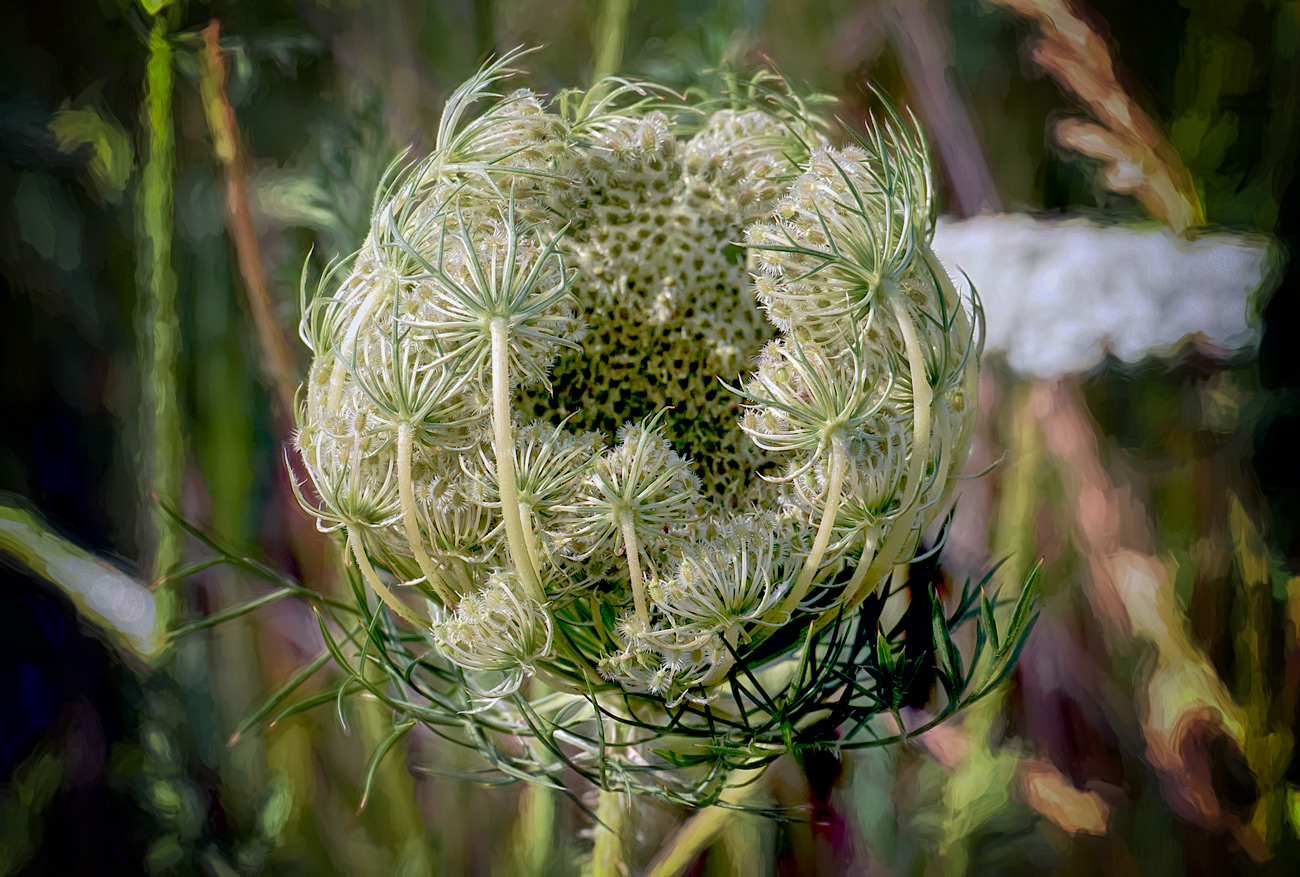 Circular White Flower