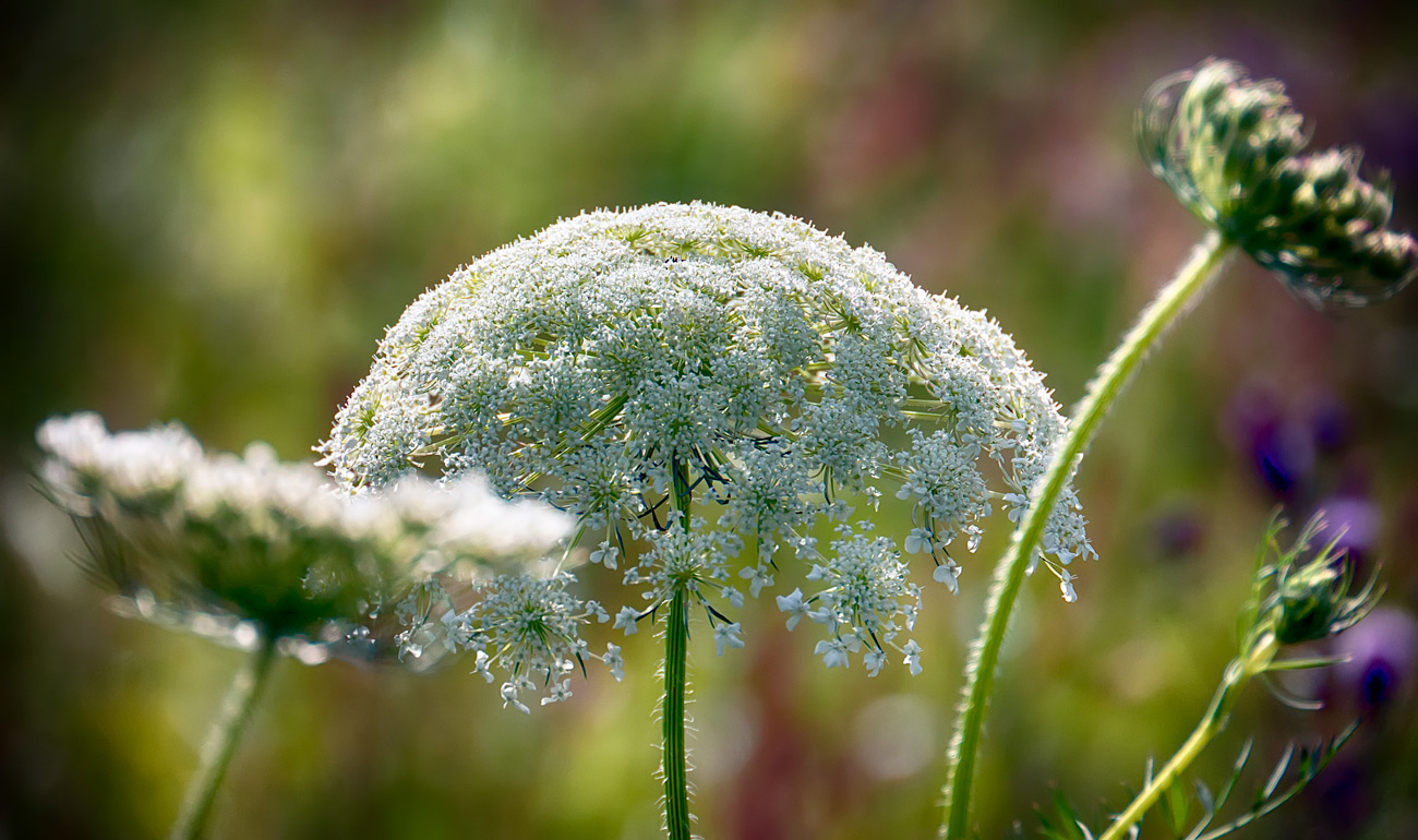 Framed Flower