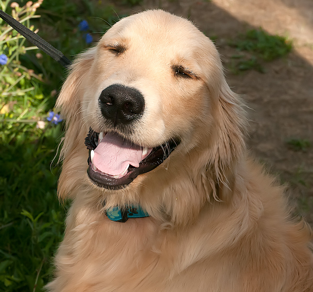 Friendly Sleepy Dog