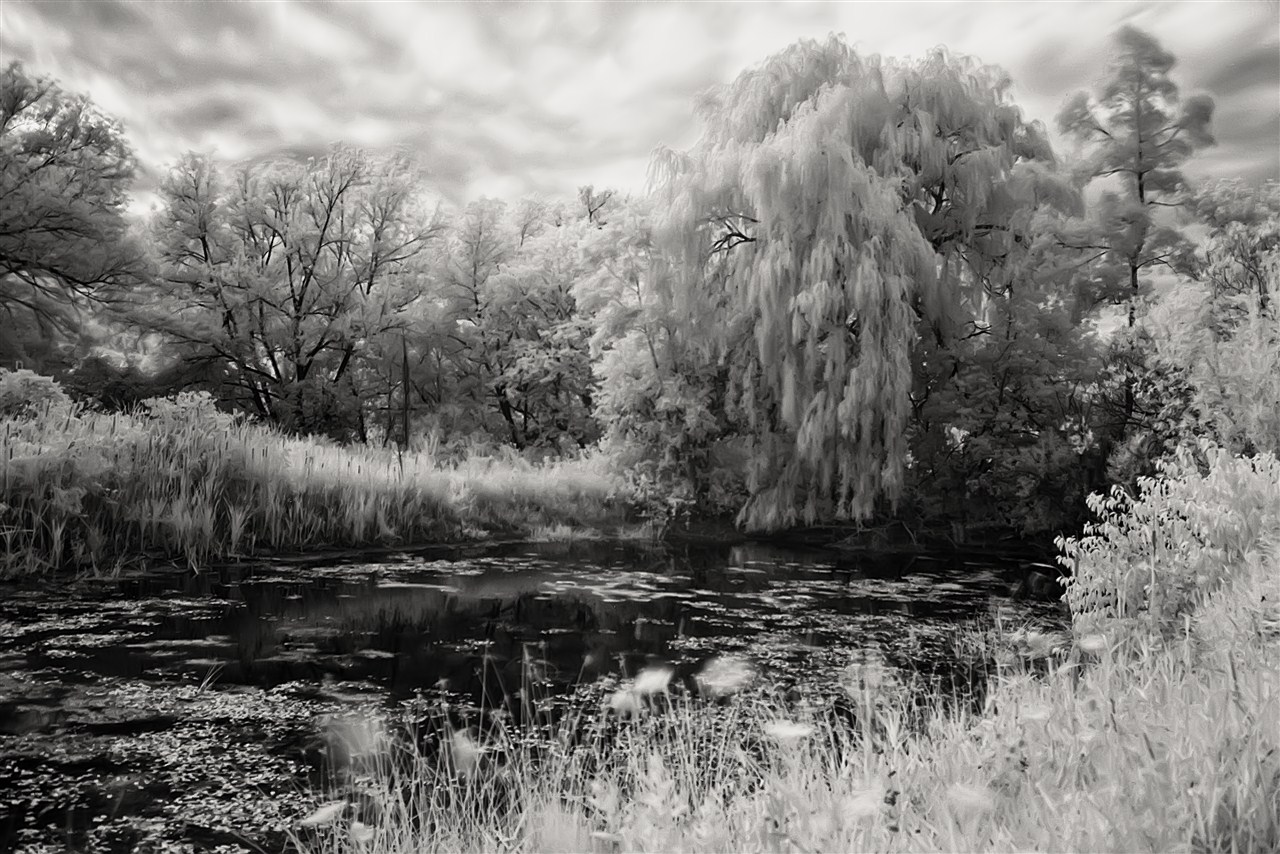 Tree Overhanging Pond