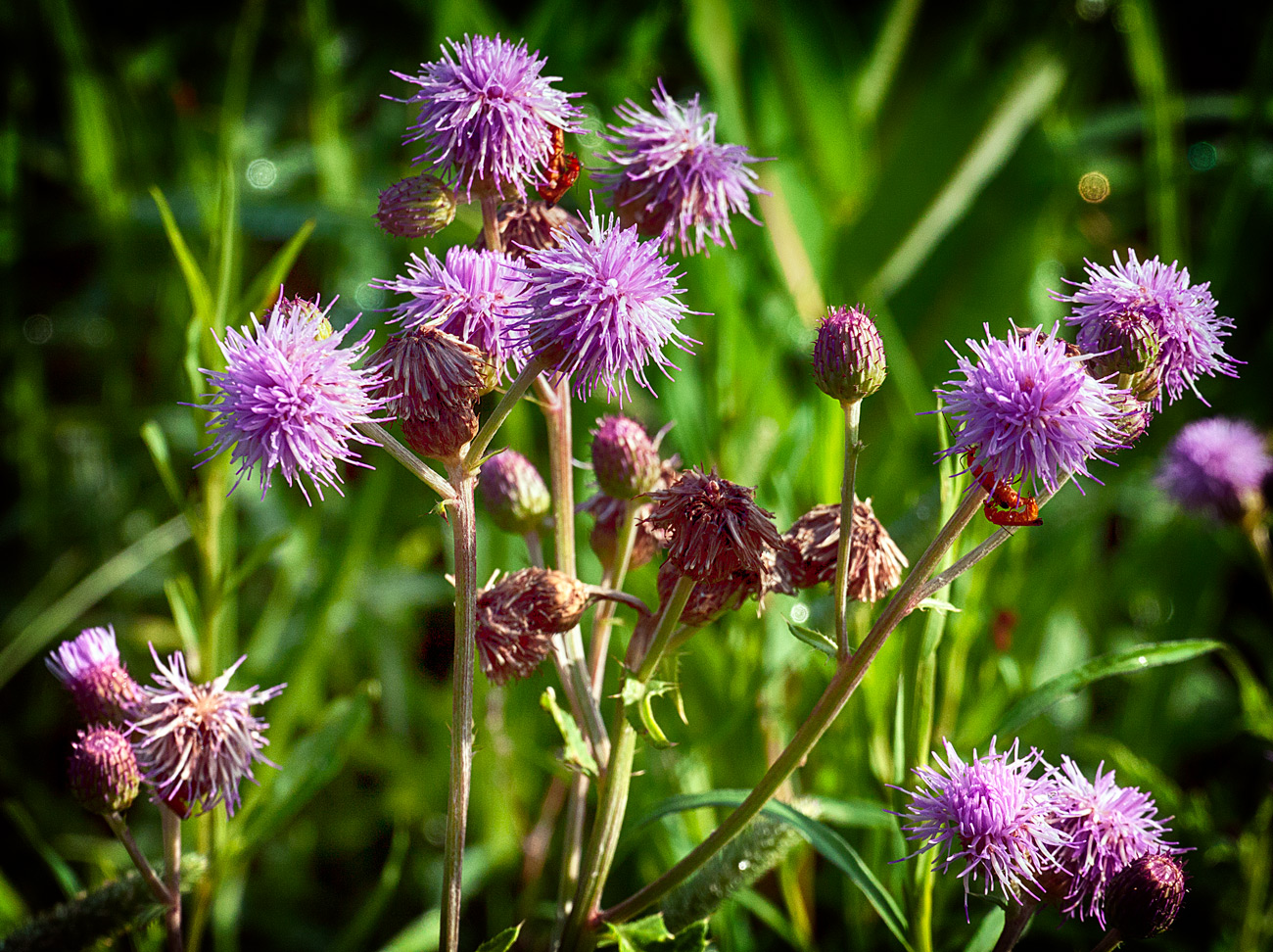 Purple Thistles