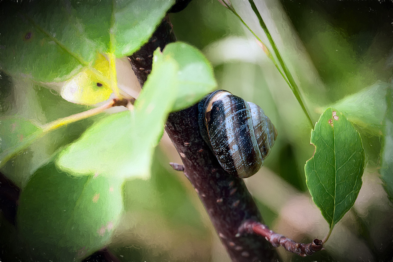 Snail