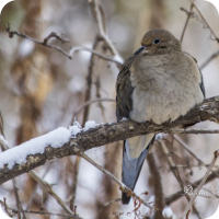 cold dove 