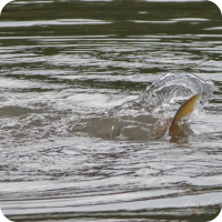 Early morning Carp 