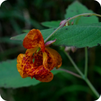 Common Wildflower 