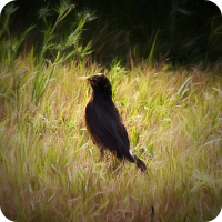 Painterly Bird
