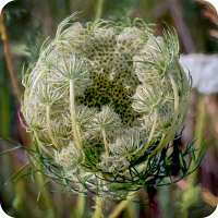 Circular White Flower