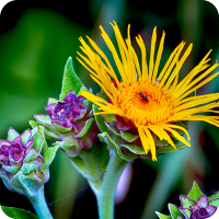 Yellow Flower and Bug